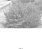 Leucophyllum%20frutescens%20%27San%20Antonio%20Rose%27
