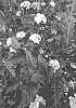 Physocarpus%20opulifolius%20%27MINBLA3%27