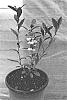 Camellia%20sinensis%20%27CAM130%27