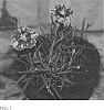 Dianthus%20hybrida%20%27KonD1400K6%27