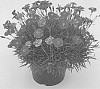 Dianthus%20x%20hybrida%20%27WP20%20NEO01%27