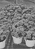 Dianthus%20hybrid%20%27DDTCC20-0%27