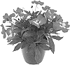 Impatiens%20hawkeri%20%27Kitorito%27