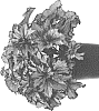 Begonia%20rex-cultorum%20%27BDICP11-0%27