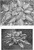 Hosta%20hybrid%20%27Sister%20Act%27