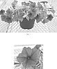 Petunia%20x%20hybrida%20%27Balcannurg%27