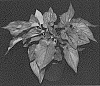 Caladium%20X%20hortulanum%20%27GPR%20SWT%20STR%20013-993%27