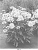 Echinacea%20spp.%20%27TNECHSDL%27