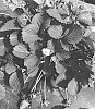 Fragaria%20ananassa%20%27SANTA%20MARIA%27