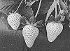 Fragaria%20X%20ananassa%20Duchesne%20%27FL%2016.78-109%27