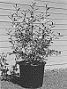 Magnolia%20laevifolia%20%27GCCHU2008%27