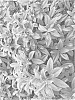 Viburnum%20davidii%20x%20propinquum%20%27NCVX2%27