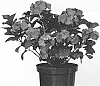 Hydrangea%20macrophylla%20%27Jong%2002%27
