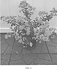 Lagerstroemia%20indica%20%27Fairfarlag%27