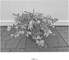 Lagerstroemia%20indica%20%27Bellaggua%27