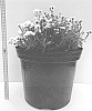 Achillea%20ptarmica%20%27Versdidem%27