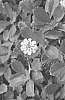 Lippia%20nodiflora%20%27ECOLOPIA3%27
