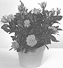 Rosa%20hybrida%20%27KORpot106%27