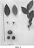 Vaccinium%20hybrid%20%27NS%2016-18%27