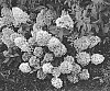 Hydrangea%20paniculata%20%27Bokomaho%27