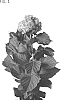 Hydrangea%20macryophylla%20%27HYD%20CELEST%27