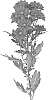 Chrysanthemum%20X%20morifolium%20%27DLFDLIC4%27