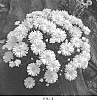 Leucanthemum%20x%20superbum%20%27Mount%20Hood%27