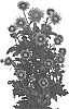Chrysanthemum%20X%20morifolium%20%27DLFMONE3%27