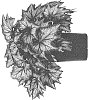 Begonia%20rex-cultorum%20%27BDIBL12-0%27