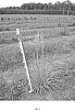 Sorghastrum%20nutans%20%27Whit%20LXXI%27
