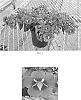 Calibrachoa%20x%20hybrida%20%27Balumotink%27