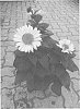 Helianthus%20decapetalus%20hybrid%20%27BullHelidec%200201%27