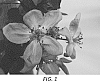 Malus%20domestica%20%27R202%27