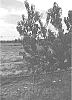 Prunus%20persica%20%28L.%29%20Batsch%20%27FLATRUMBA%27