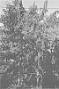 Prunus%20persica%20%28L.%29%20Batsch%20%27FLATBOOM%27
