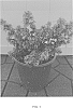 Abelia%20hybrid%20%27Abesrpras%27