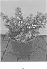Abelia%20hybrid%20%27Abesrpras%27