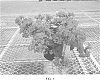 Lagerstroemia%20indica%20%27Strawconbel%27
