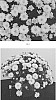 Chrysanthemum%20x%20morifolium%20%27CIFZ0076%27