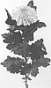 Chrysanthemum%20X%20morifolium%20%27DLFEMPR11%27