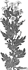 Chrysanthemum%20X%20morifolium%20%27DLFJAMD3%27