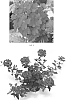 Verbena%20hybrida%20%27VEAZ0064%27