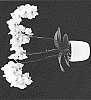 Phalaenopsis%20hybrida%20%27MI01248%27