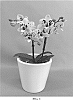 Phalaenopsis%20hybrid%20%27PHALIDDIK%27