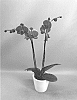 Phalaenopsis%20hybrid%20%27PHALLINCG%27
