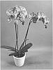 Phalaenopsis%20hybrid%20%27PHA1493891%27