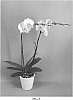 Phalaenopsis%20hybrid%20%27PHALHETWER%27