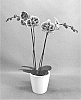 Phalaenopsis%20hybrid%20%27PHALIMUNG%27