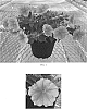 Petunia%20x%20hybrida%20%27Balcannink%27