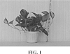 Epipremnum%20aureum%20%27Global%20Green%27